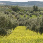 Jornada Técnica «La Cubierta Vegetal en el Olivar»