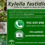 Cartel informativo sobre Xylella fastidiosa que nos hacen llegar de la Consejería de Agricultura, Pesca y Desarrollo Rural