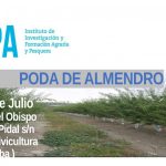 Curso «Poda en verde del Almendro»